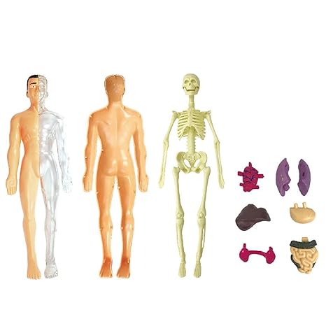 BioBuild - Educational Anatomy Model for Children