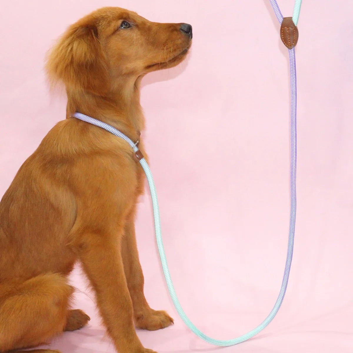 Clémentine Laisse – Colorful Dog Leash for Stylish Walks