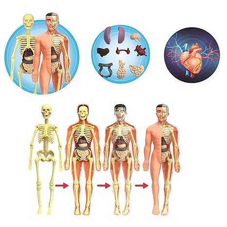 BioBuild - Educational Anatomy Model for Children