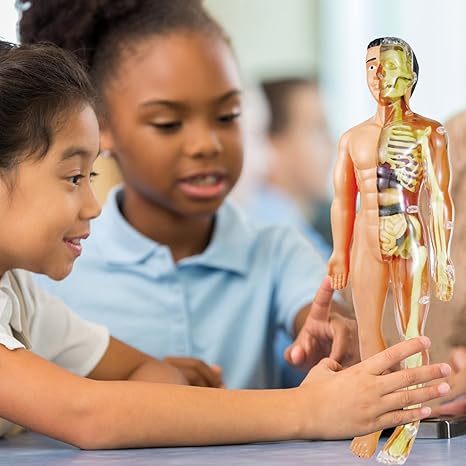 BioBuild - Educational Anatomy Model for Children
