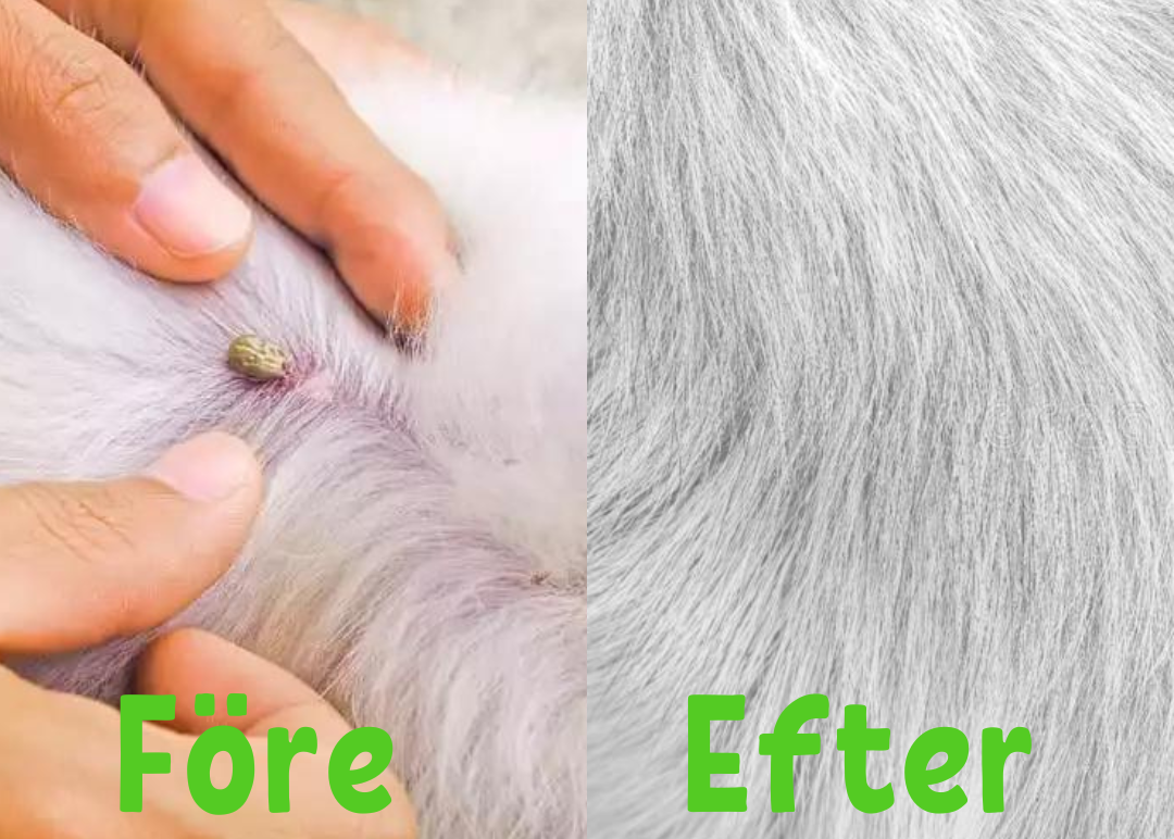 FleaShield Collar – Flea and Tick Protection