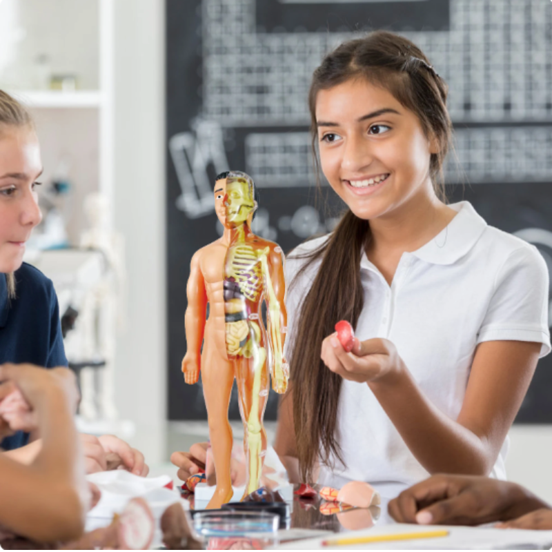 BioBuild - Educational Anatomy Model for Children