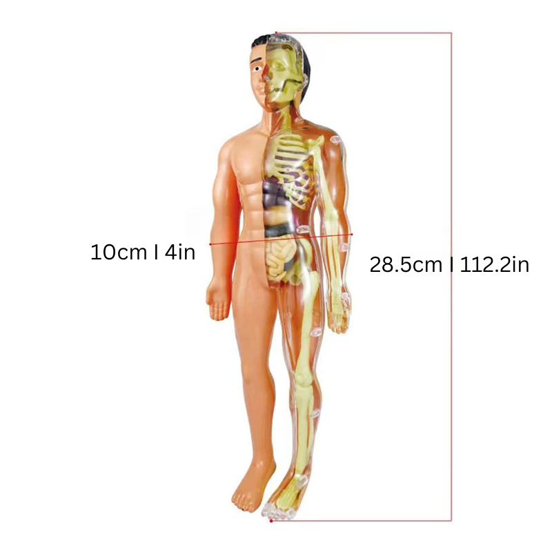 BioBuild - Educational Anatomy Model for Children