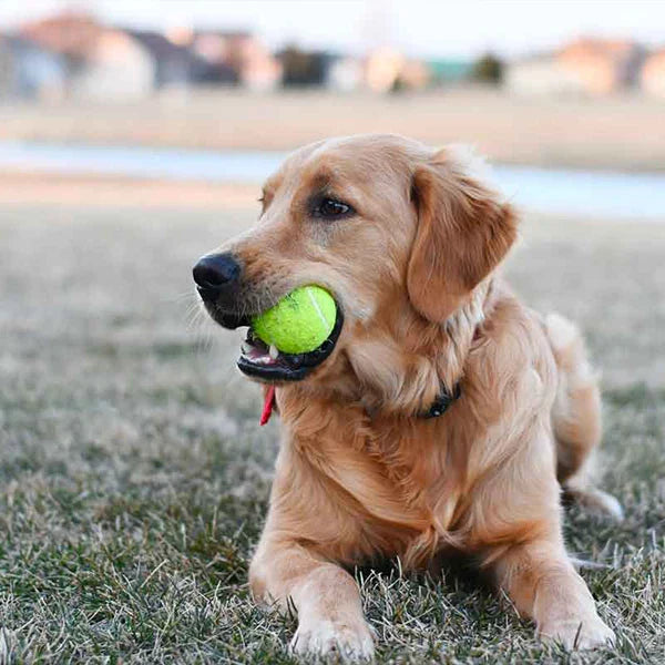 MeshMaster - Premium Tennis Balls with Net Bag for All Sports