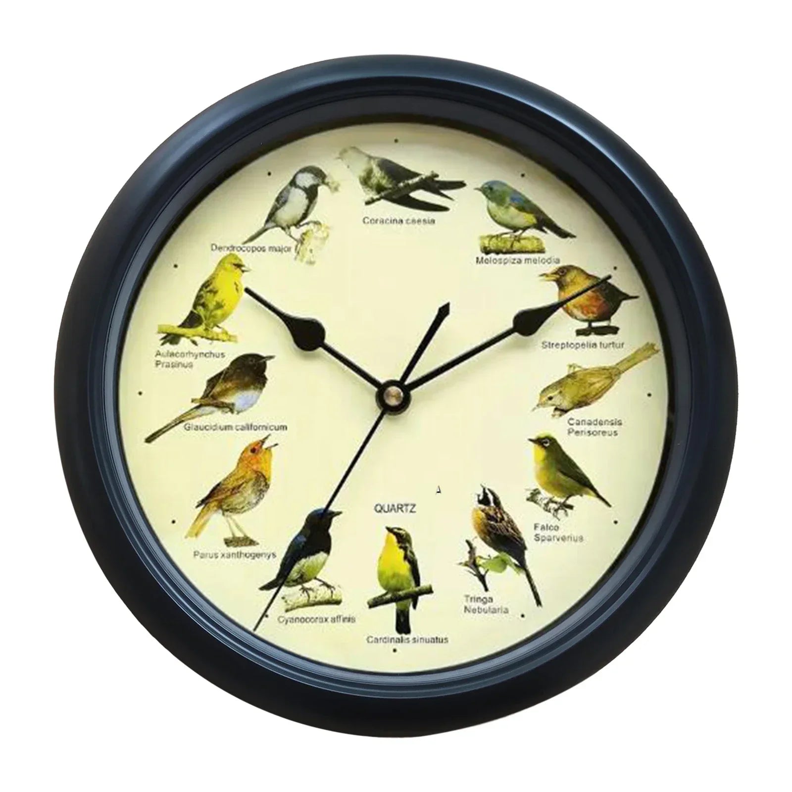 BirdSong Clock – 10 Inch Wall Clock for Stylish Interiors
