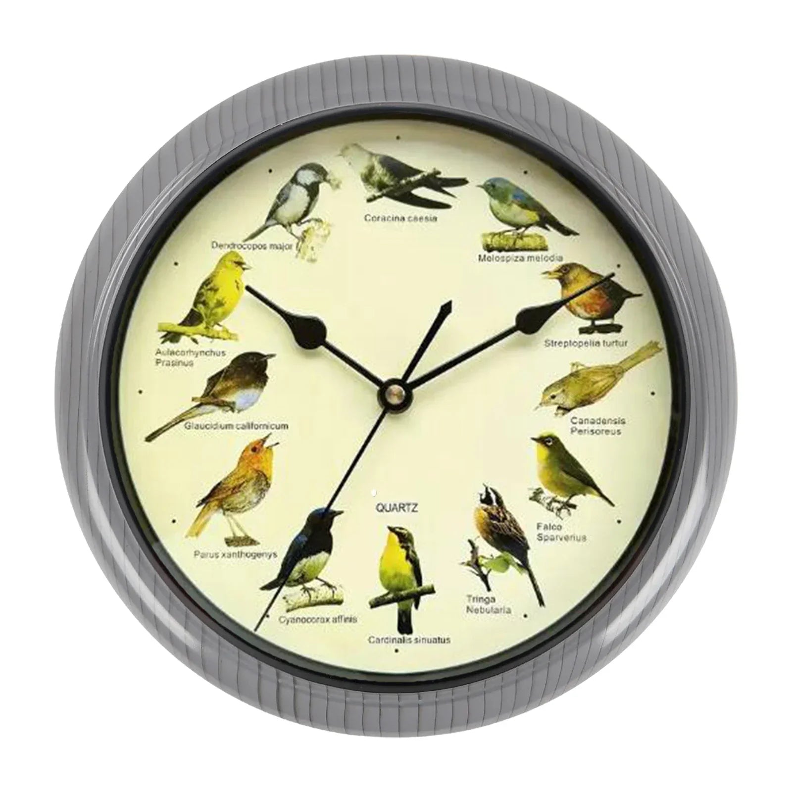 BirdSong Clock – 10 Inch Wall Clock for Stylish Interiors