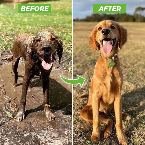 Dogjet Pro™ - Wash your dog effortlessly in record time!