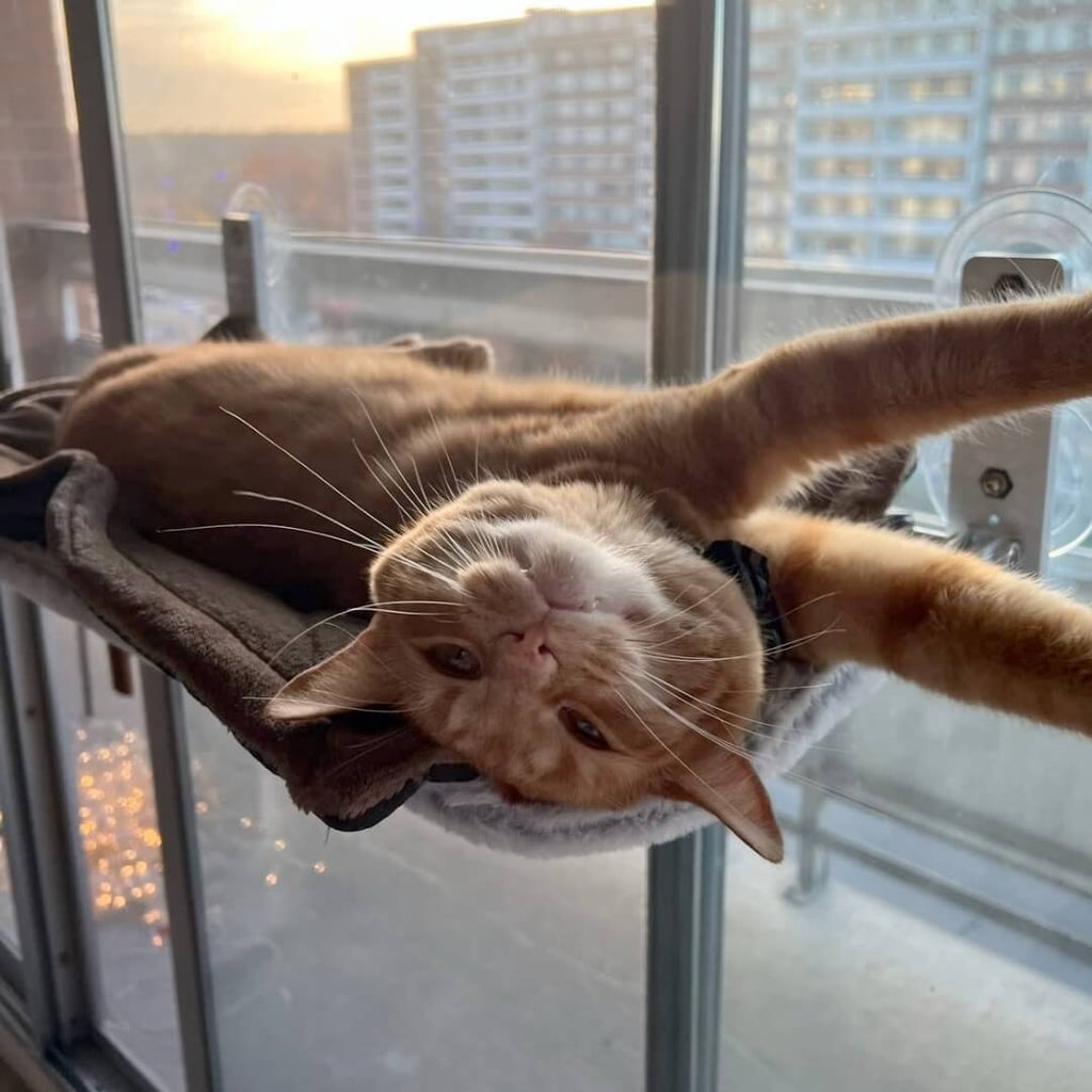 PawPerch – Stylish Foldable Cat Hammock