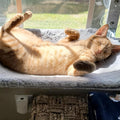 PawPerch – Stylish Foldable Cat Hammock